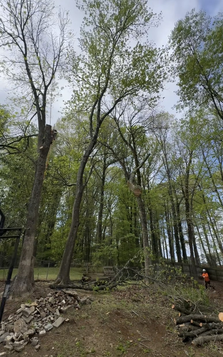 Complete tree removal and land clearing services Tree removal project showing cleared forest area with professional cleanup
