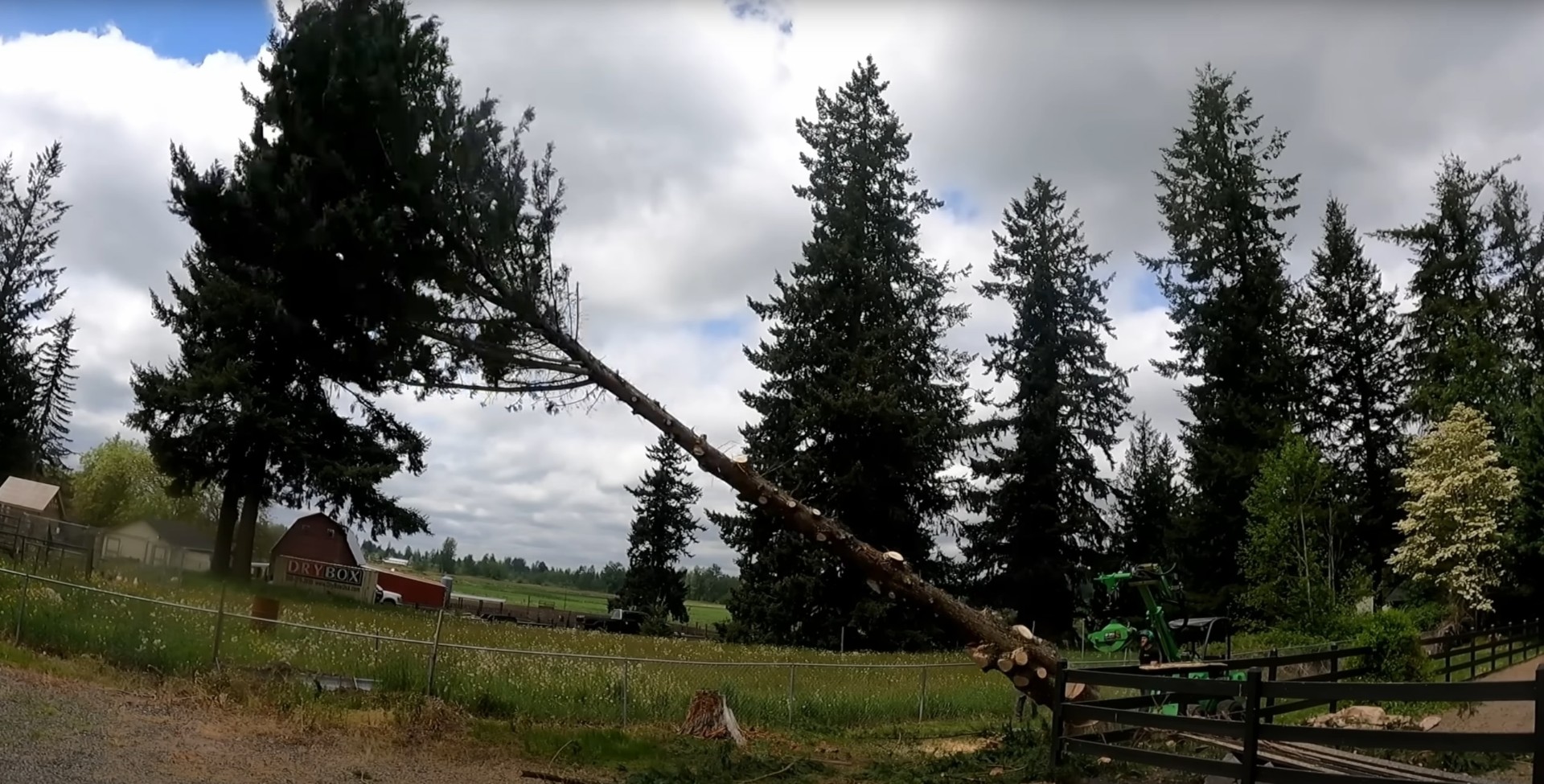 Professional tree health assessment and evaluation Comparison of healthy versus unhealthy tree conditions