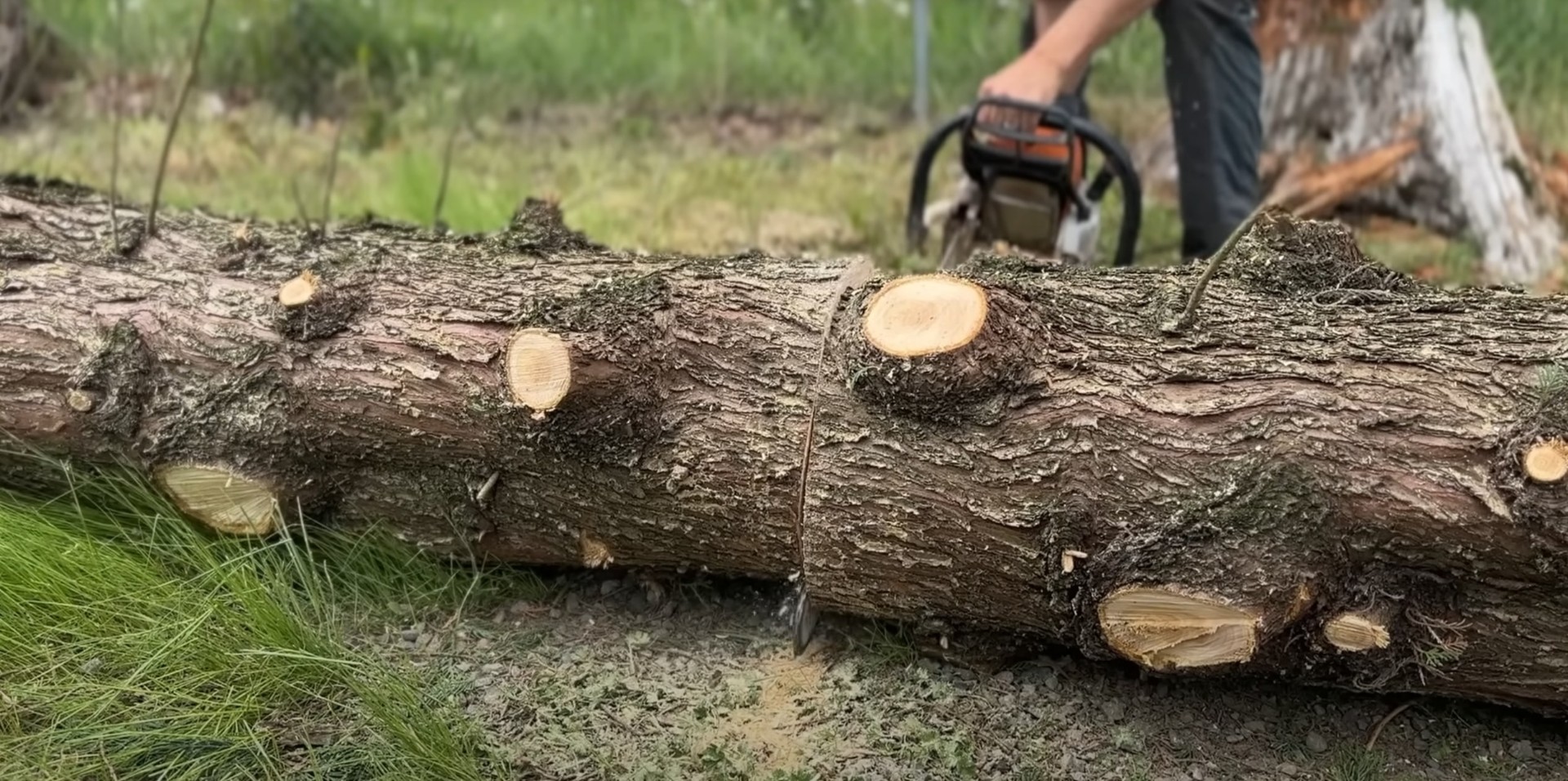 Step-by-step tree service process and methodology Tree service team demonstrating professional work process