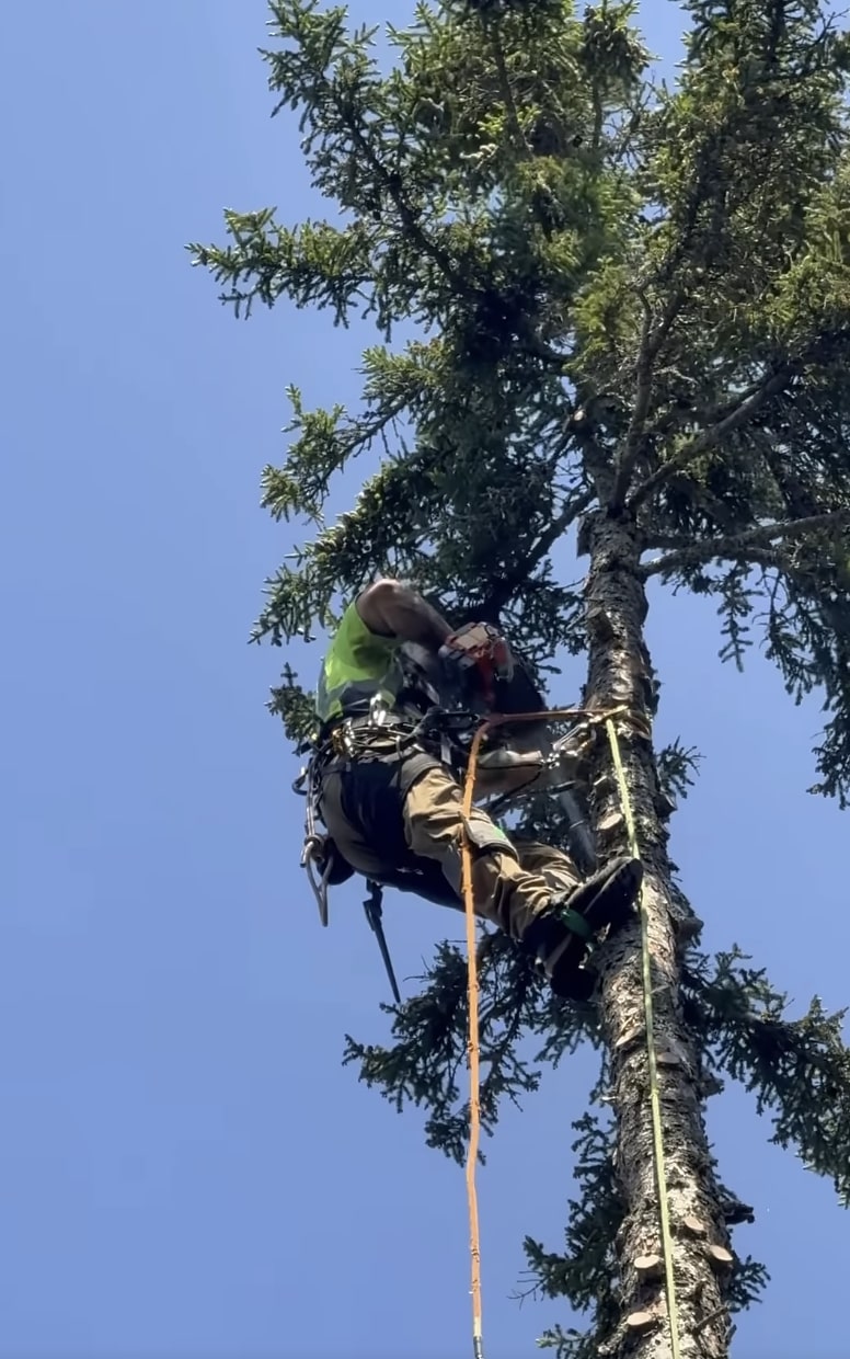 Expert tree trimming and pruning services Professional arborist safely trimming tree branches at height
