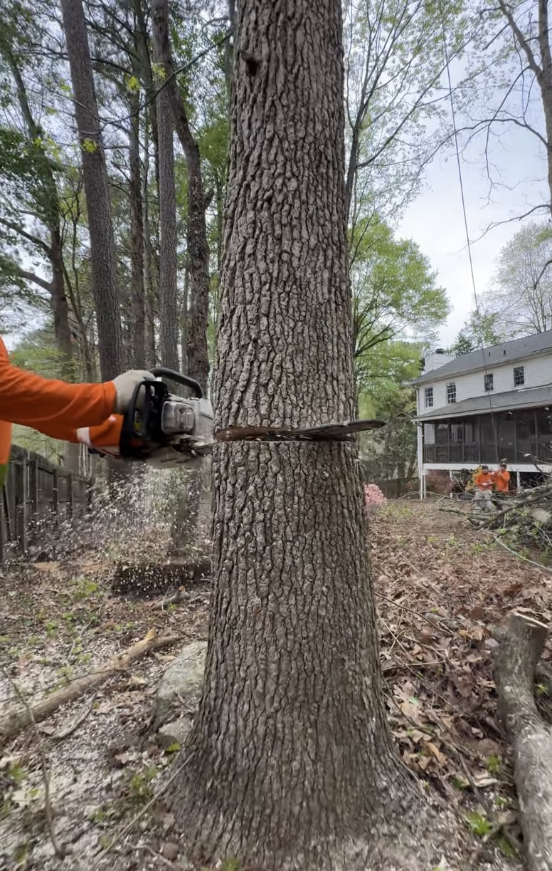 Precision tree cutting with professional equipment Professional chainsaw cutting through large tree trunk