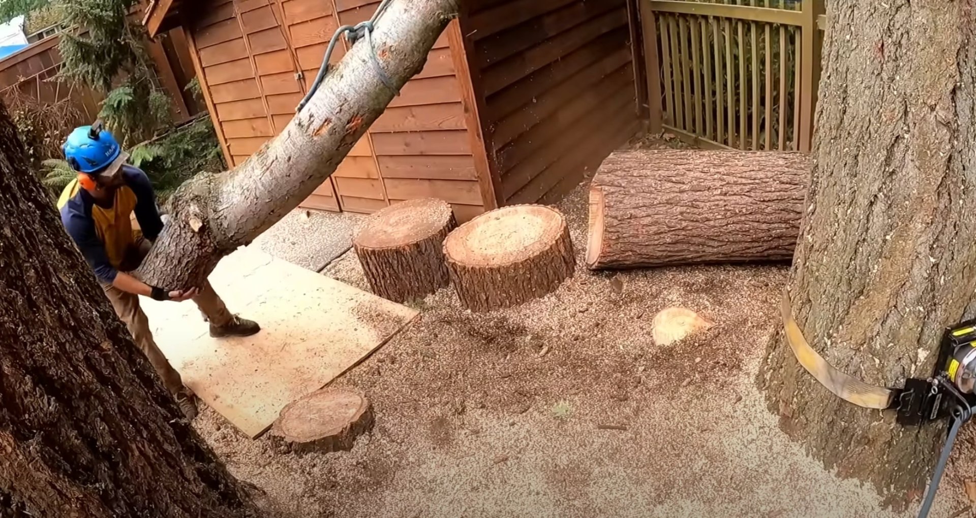 Detailed tree cutting and log processing Tree service professional cutting logs in residential backyard