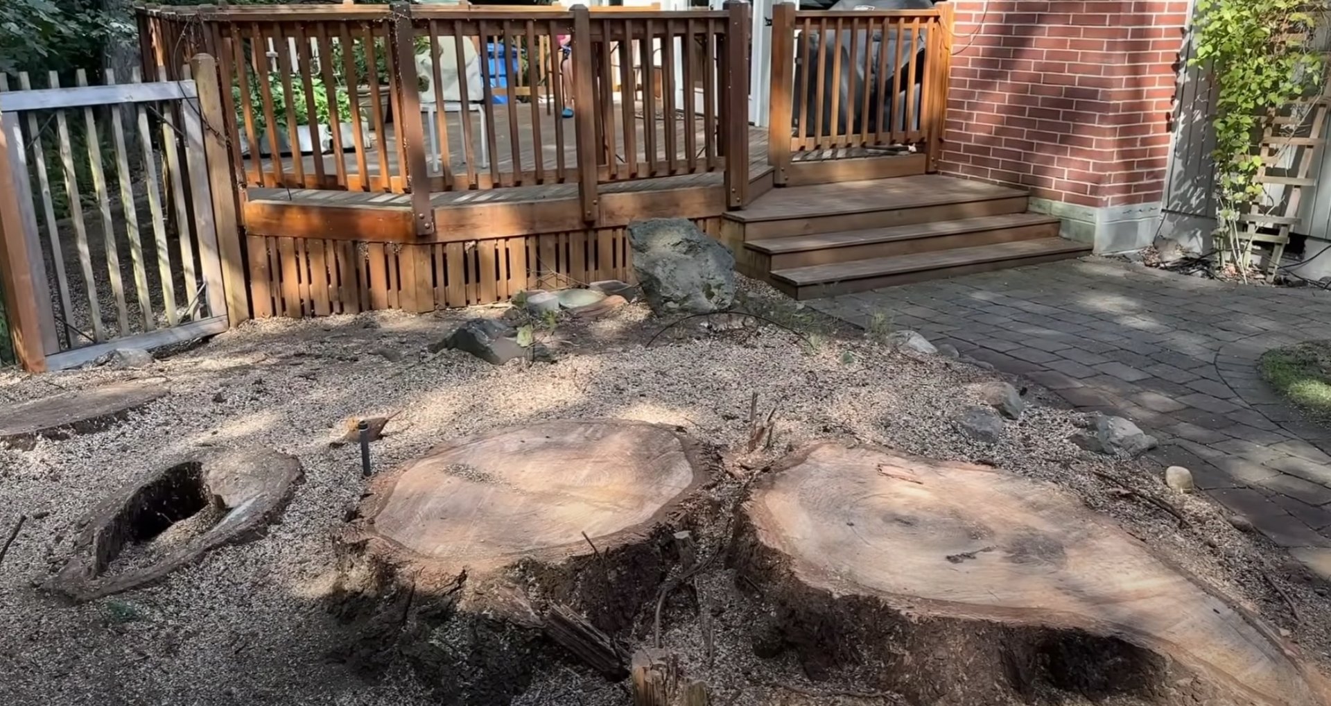Complete stump removal and grinding services Large tree stumps after professional removal service