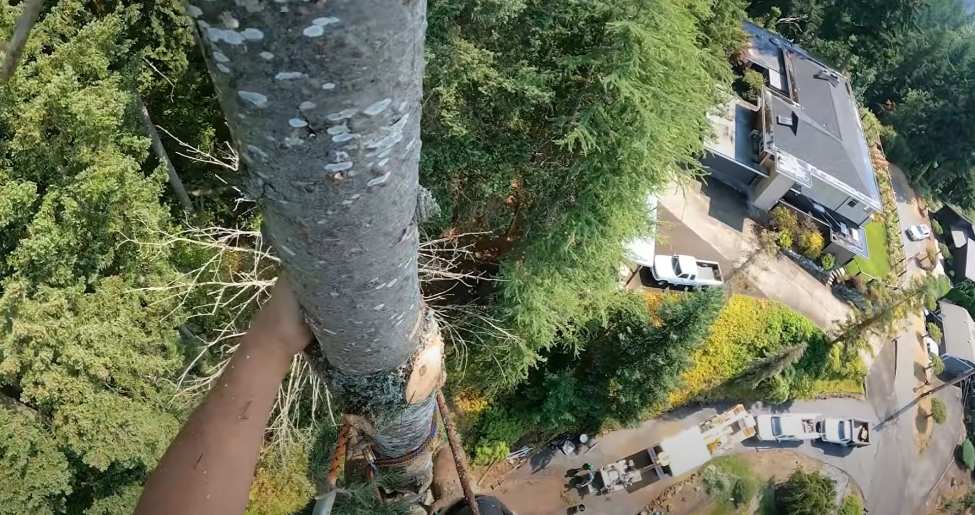 Comprehensive tree removal services with aerial precision Aerial view of tree removal project near residential property